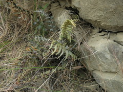 Pellaea calidirupium