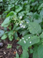 Circaea lutetiana