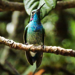 Colibri serrirostris