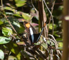 Adelpha cytherea