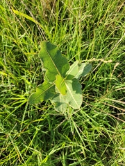 Asclepias amplexicaulis