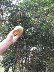 Psidium friedrichsthalianum