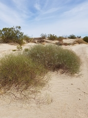 Eriogonum deserticola