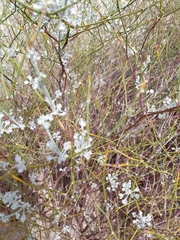 Eriogonum deserticola
