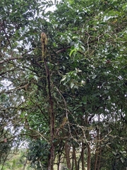 Psidium friedrichsthalianum