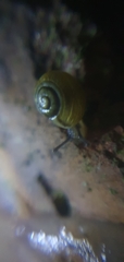 Gastropoda