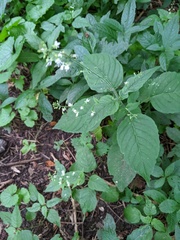 Circaea lutetiana