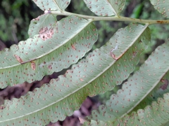 Dryopteris pseudosieboldii