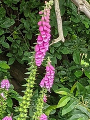 Digitalis purpurea