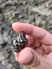 Muricoidea