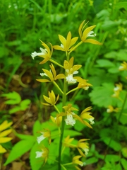 Oreorchis patens