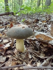 Retiboletus flavoniger