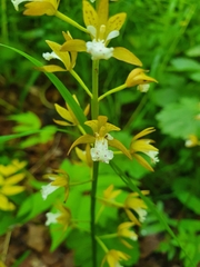 Oreorchis patens