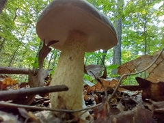 Retiboletus flavoniger