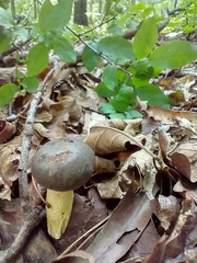 Retiboletus flavoniger
