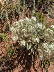 Oreocarya thyrsiflora