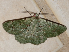 Aeolochroma viridicata