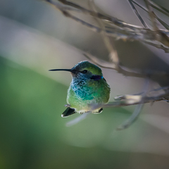 Colibri serrirostris
