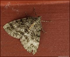 Pseudocoremia indistincta