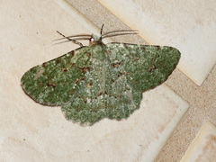 Aeolochroma viridicata