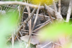 Thomomys talpoides