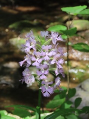 Platanthera shriveri