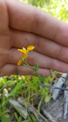 Corydalis curvisiliqua