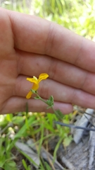 Corydalis curvisiliqua