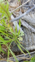 Corydalis curvisiliqua