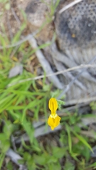 Corydalis curvisiliqua