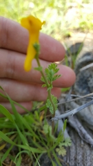 Corydalis curvisiliqua