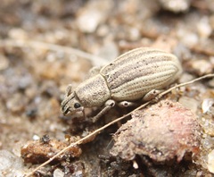 Aphrastus taeniatus