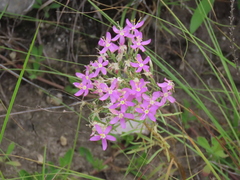 Zeltnera beyrichii