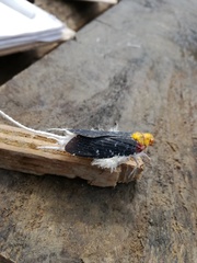 Cerogenes auricoma