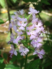 Platanthera shriveri