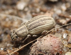 Aphrastus taeniatus