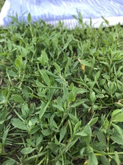 Polygonum aviculare