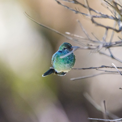 Colibri serrirostris