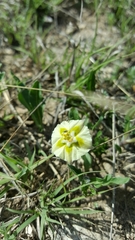 Chamaesaracha edwardsiana