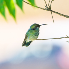 Colibri serrirostris