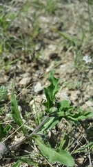 Chamaesaracha edwardsiana