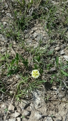 Chamaesaracha edwardsiana