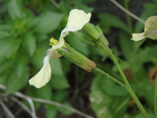 Raphanus raphanistrum
