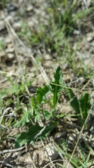 Chamaesaracha edwardsiana