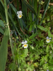Viola arvensis