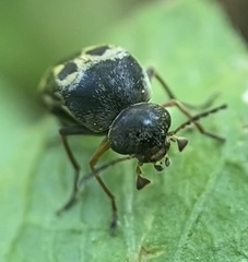 Glipa oculata