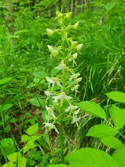 Platanthera bifolia