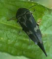 Glipa oculata