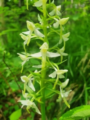 Platanthera bifolia