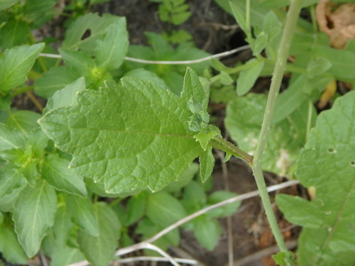 Raphanus raphanistrum